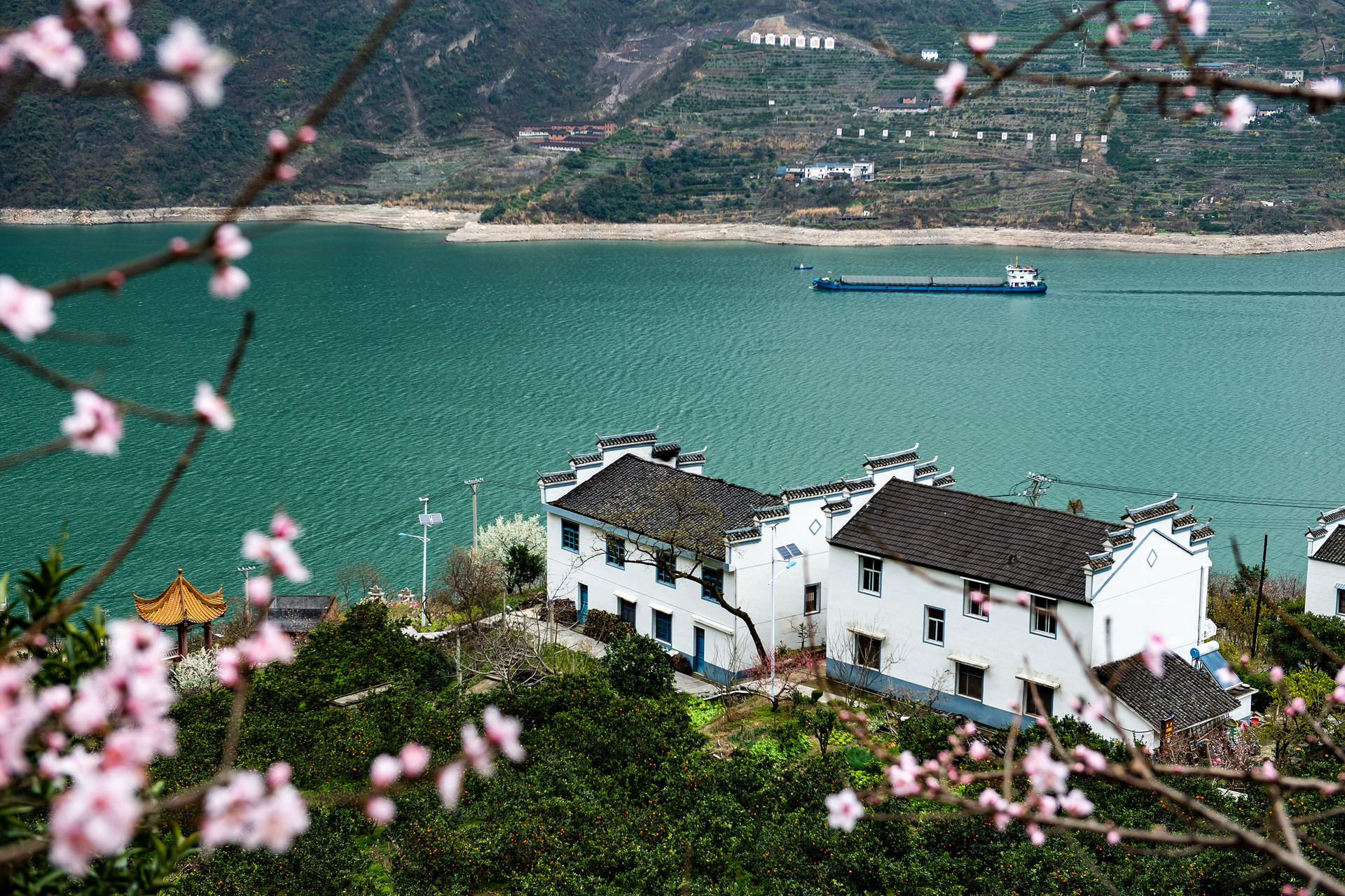 鮮花盛開的湖北省宜昌市秭歸縣屈原鎮(zhèn)西陵峽村臍橙園。 新華社發(fā).JPG