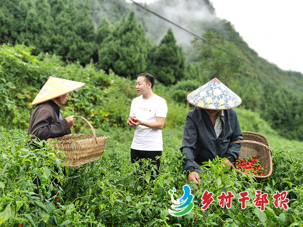 王科（中）在辣椒田了解村民生產(chǎn)情況，幫助村民采摘辣椒。2.jpg